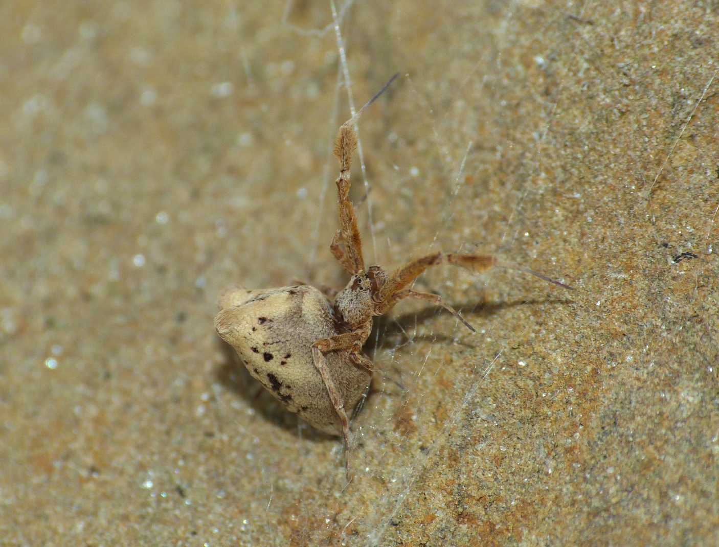 Coppia di Uloborus plumipes